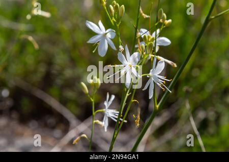 Anthericum ramosum, noto come giglio ramificato di San Bernardo, fiore bianco, pianta perenne erbacea, sfondo verde scuro sfocato, fuoco selettivo. Foto Stock