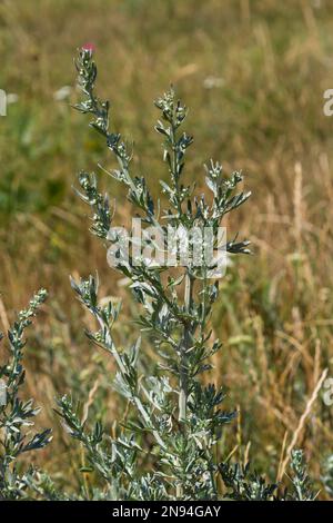 Artemisia absinthium è una pianta perenne della famiglia delle Aster. Medicinale, cibo, phytoncide, olio essenziale, colorante, cultur tannino-portante e insetticida Foto Stock