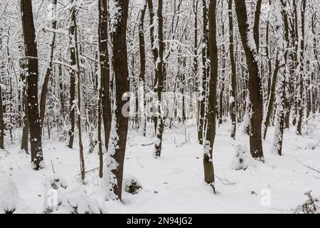 Neve bianca su rami di alberi nella foresta di carpino. Foto Stock