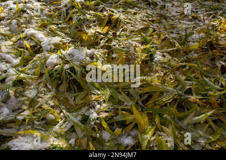 Foglie sulla neve, foglie gialle sulla neve. Foto Stock