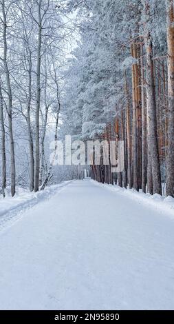 Foresta in inverno, tronchi sottili di alte conifere nella neve. Paesaggio forestale invernale. Foto verticale Foto Stock