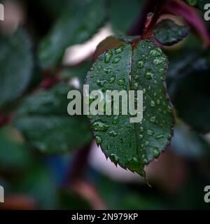 Foglia di rosa dopo la pioggia. Gocce di pioggia su una foglia verde. Foto Stock