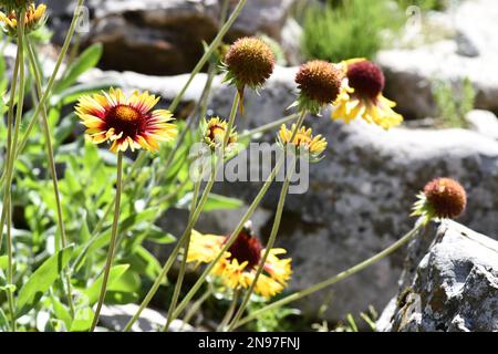 Un primo piano di fiori coperta indiani che crescono in un giardino in una giornata di sole Foto Stock