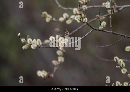 Fiori di albero bianco pieni di camini vicino ad un fiume nel Portogallo settentrionale. Fine inverno, inizio primavera. Foto Stock