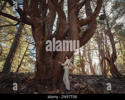donna asiatica ama essere nella natura, bella foresta in montagna. aria fresca e attività all'aperto. Il concetto di Friluftsliv significa s Foto Stock