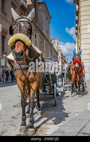 Carrozze trainate da cavalli nel centro storico di Palermo, Sicilia Foto Stock