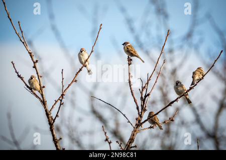 Gruppo di passeri (Passer montanus) Foto Stock