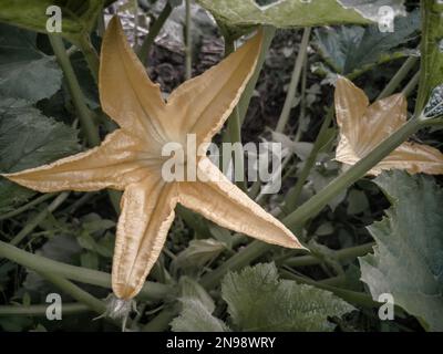 Nel campo tra il verde delle foglie e fiori di zucca. Presenta closeup. Foto Stock
