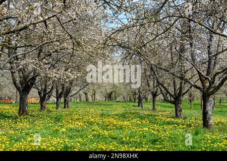 Ciliegi in fiore nella Dreikirschenweg, nei pressi di Moesbach, Ortenaukreis, Foresta Nera, Baden-Wuerttemberg, Germania Foto Stock
