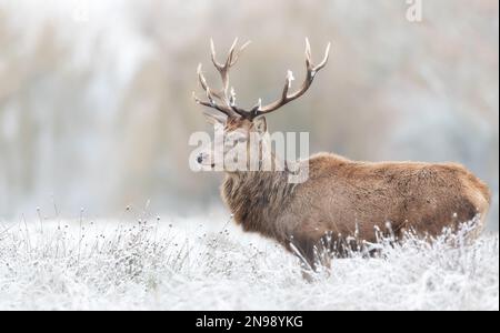 Close up di un cervo rosso cervo in inverno, UK. Foto Stock