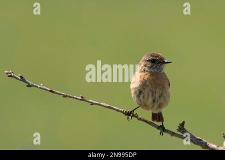 stonechat (Saxicola rubicola) femminile europea arroccata su un ramo. Spazio colore: AdobeRGB. european stonechat, femmina, appollaiata su un ramo Foto Stock