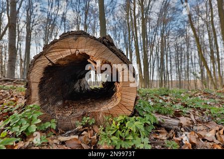 Tronco di albero cavo nella foresta Foto Stock