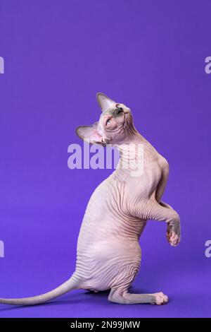 Ritratto di Sphynx Hairless gatto di colore blu visone e bianco seduto su zampe posteriori e coda, guardando in alto. Divertente cucciolo femminile curioso è di cinque mesi Foto Stock