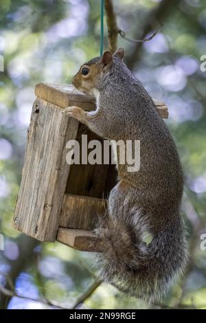 Grey Squirrel (Sciurus carolinensis) peering over a wooden bird feeder Foto Stock