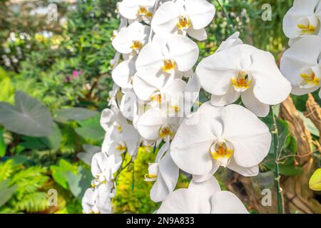 Phalaenopsis orchidea in giardino. Foto Stock