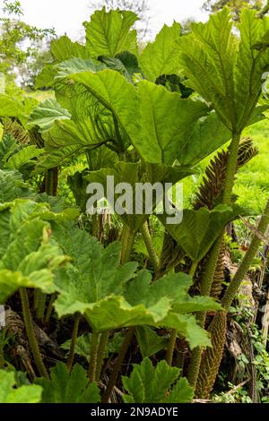 Rhubarb gigante brasiliano (Gunnera manicata) che cresce in primavera in Cornovaglia Foto Stock