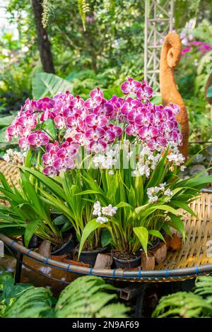 Vista di un gruppo di piccole orchidee Phalaenopsis color magenta e bianco. Foto Stock