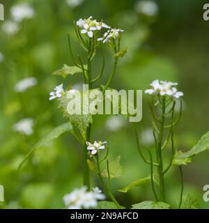 Aglio senape (Alliaria petiolata) fiorente in primavera in Cornovaglia Foto Stock