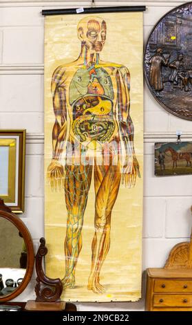 Grafico a parete anatomico di biologia umana che mostra i principali organi in vendita all'asta, Regno Unito Foto Stock