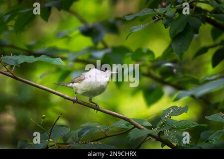 Un cappellino eurasiatico (Sylvia atricapilla) arroccato in un albero in una foresta. Foto Stock