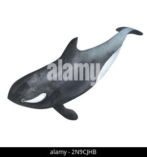 Acquerello killer balena isolato su sfondo bianco. Illustrazione realistica dipinta a mano con animale grigio subacqueo. Foto Stock
