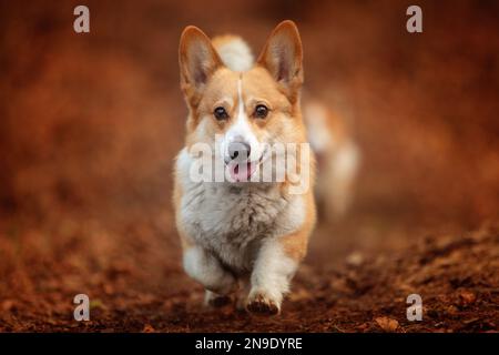 Il cane Pembroke Welsh Corgi corre lungo un sentiero in autunno Foto Stock