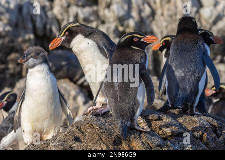 Pinguini di Snares su Rocky Shore, Snares Island, Nuova Zelanda Foto Stock