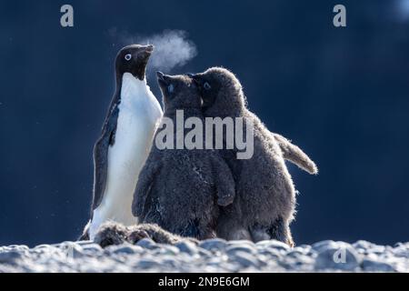 Adult Adelie Penguin and Chicks, Adelie Rookery, Cape Adare, Antartide Foto Stock