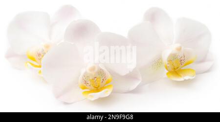 Clsoeup di Phalaenopsis Orchid su sfondo bianco Foto Stock