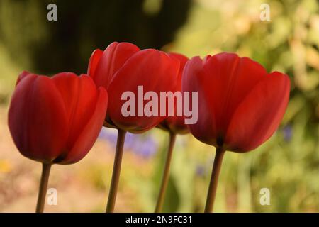 Tre tulipani rossi fiori su sfondo verde Foto Stock