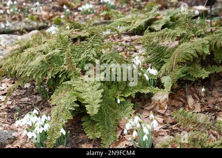 Snowdrops, galanthus nivalis cresce tra sempreverdi felce Polystichum setiferum Plumosum Group in UK woodland Febbraio Foto Stock