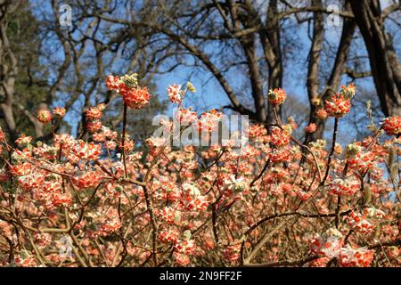 Edgeworthia chrysantha 'drago rosso' paperbush in fiore. Foto Stock