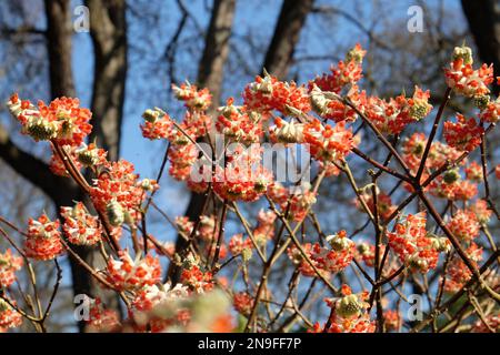 Edgeworthia chrysantha 'drago rosso' paperbush in fiore. Foto Stock
