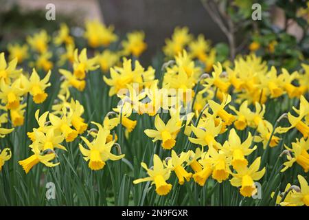 Piuttosto giallo 'Narcissus cyclamineus' daffodil 'Rapture' in fiore. Foto Stock