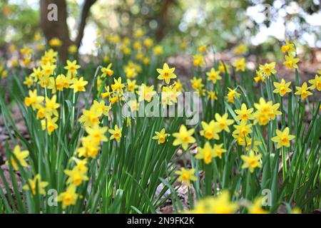 Grazioso Narcissus jonquil in fiore. Foto Stock