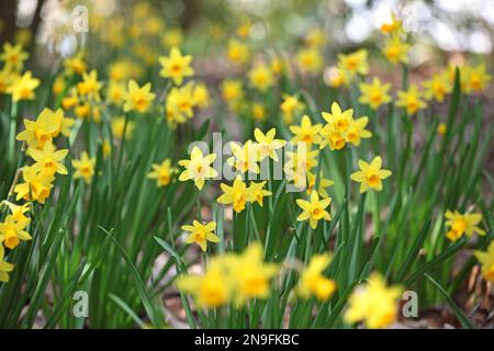 Grazioso Narcissus jonquil in fiore. Foto Stock