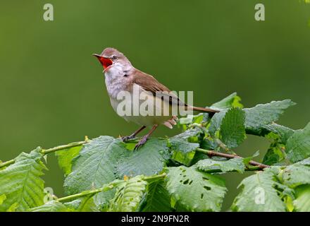 Grande Reed Warbler (Acrocephalus arundinaceus) maschio adulto arroccato in alder bush cantando Polonia Maggio Foto Stock