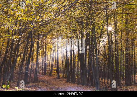 Una foresta che splende nei colori autunnali a Börzsöny, i raggi del sole che penetrano tra gli alberi, Diósjenő, Ungheria Foto Stock