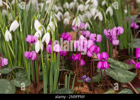 Esposizione invernale di gocce di neve, galanthus nivalis, e ciclamino magenta coum in un giardino del Regno Unito febbraio Foto Stock