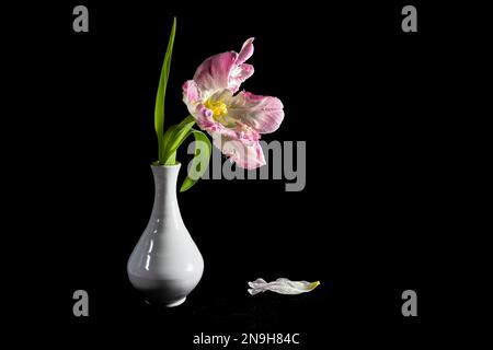 Tulipano di pappagallo rosa aperto con polline giallo e in vaso bianco su sfondo nero, bel fiore d'annata, spazio copia, focus selezionato, stretto d Foto Stock