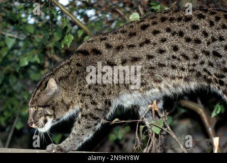 Profilo del gatto da pesca (Pionailurus viverrinus) che cammina lungo il ramo di albero. Foto Stock