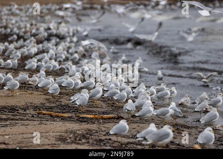 Primo piano di un gregge di gabbiani lungo il bordo dell'acqua mentre i venti invernali spingono le onde a riva al lago Erie a Cleveland, Ohio. Foto Stock