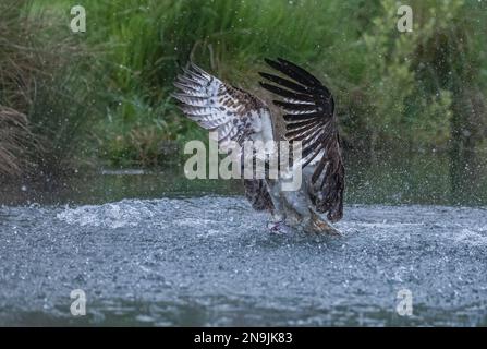 Colpo d'azione di uno spray di Osprey (Pandion haliaetus) ovunque, ali distese, cercando di staccarsi dall'acqua con una grande trota . Rutland, Regno Unito Foto Stock