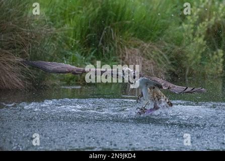 Colpo d'azione di uno spray di Osprey (Pandion haliaetus) ovunque, ali distese, cercando di staccarsi dall'acqua con una grande trota . Rutland, Regno Unito Foto Stock