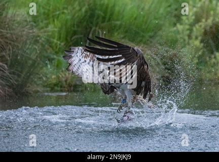 Colpo d'azione di uno spray di Osprey (Pandion haliaetus) ovunque, ali distese, cercando di staccarsi dall'acqua con una grande trota . Rutland, Regno Unito Foto Stock