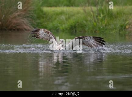 Colpo d'azione di un Osprey (Pandion haliaetus) mezzo sommerso . ali allungate, cercando di alzarsi dall'acqua con una grande trota . Rutland, Regno Unito Foto Stock