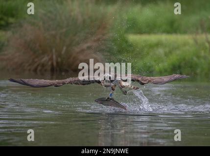 Colpo d'azione di un Osprey (Pandion haliaetus) ali tese, cercando di alzarsi dall'acqua con una grande trota . Rutland, Regno Unito Foto Stock