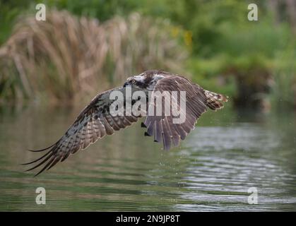 Colpo d'azione di un Osprey (Pandion haliaetus) che vola con ali distese che mostrano dettagli di piume.Rutland, Regno Unito Foto Stock