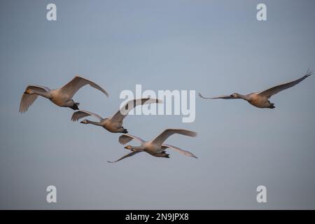 Un bevy dei cigni di Whooper (Cygnus cygnus) in volo che mostra la colorazione caratteristica del becco differente ad un cigno muto. Norfolk, Regno Unito Foto Stock