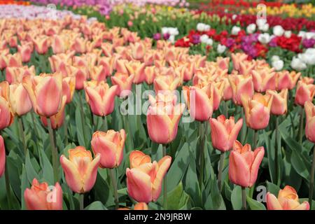 Trionfo tulipano ÔApricot BeautyÕ in fiore Foto Stock